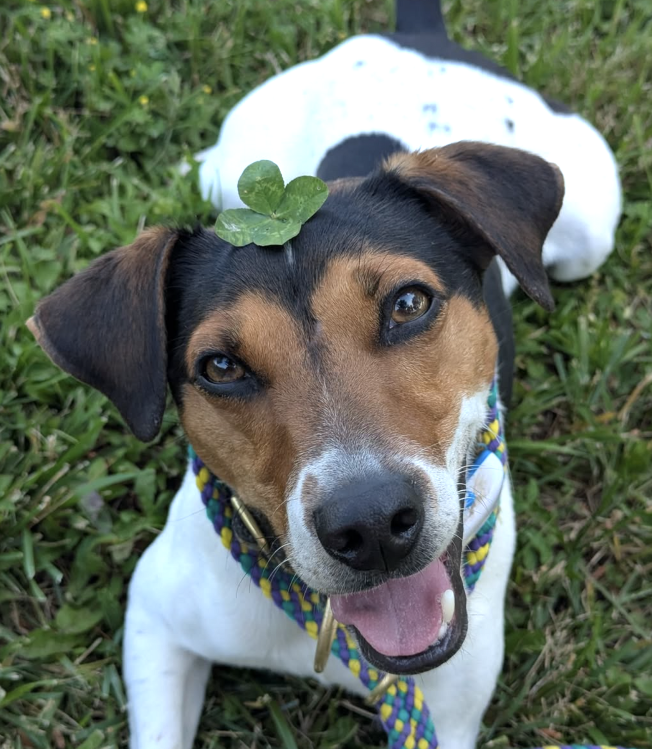 🐶❤️🐶 What are some of the newest dog breeds? 🐶❤️🐶 