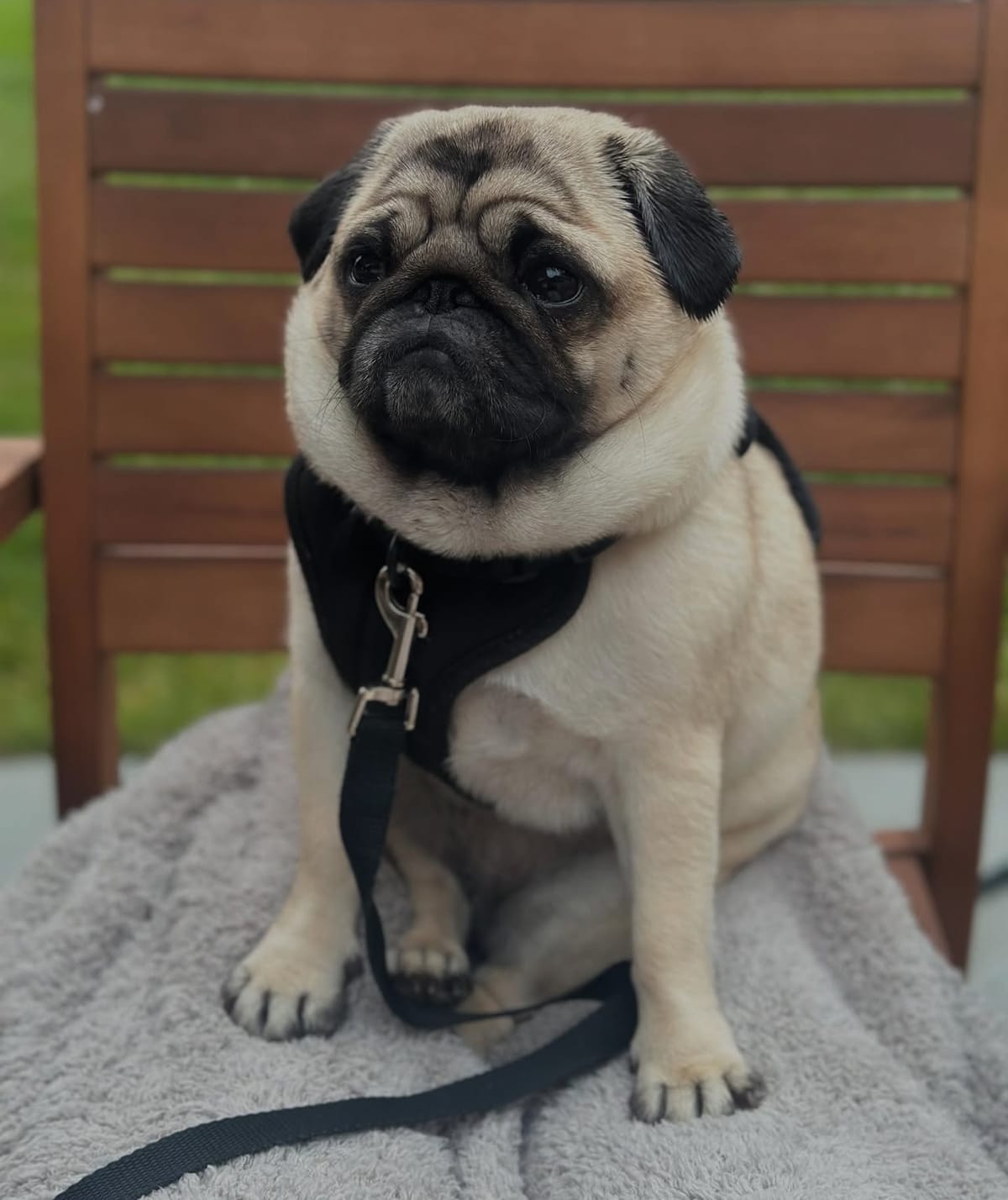 🐶❤️🐶 What dog is most closely related to the wolf? 🐶❤️🐶 