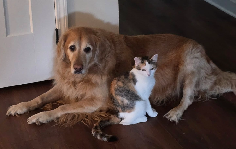 🐶❤️🐶 Why do dogs like to whip their stuffed toys around?🐶❤️🐶 