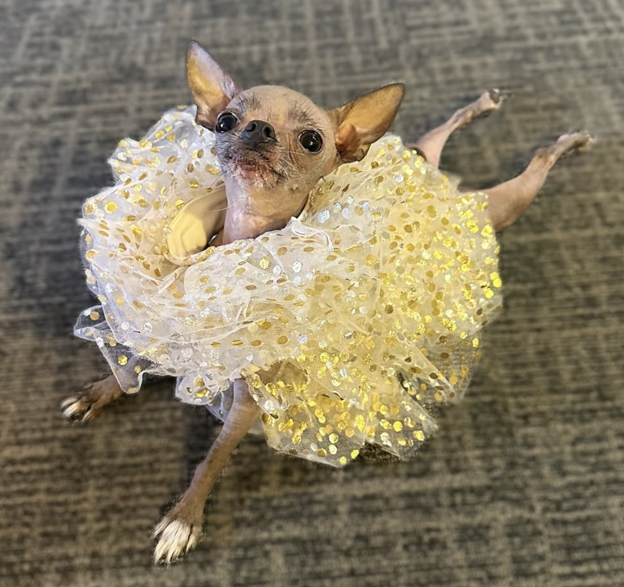 🐶❤️🐶 You're not going to believe how cute Thistle is! 🐶❤️🐶 