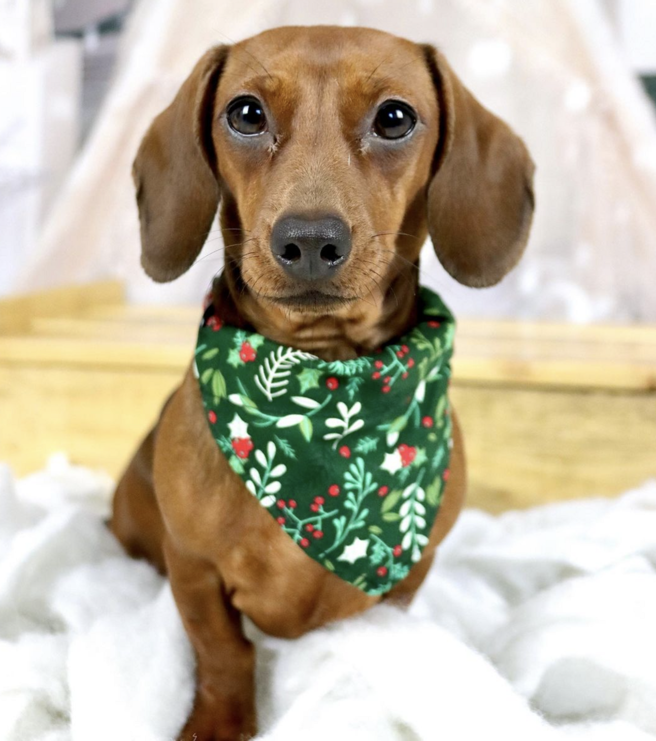 🐶❤️🐶 Happy New Year from this adorable pup! 🐶❤️🐶  