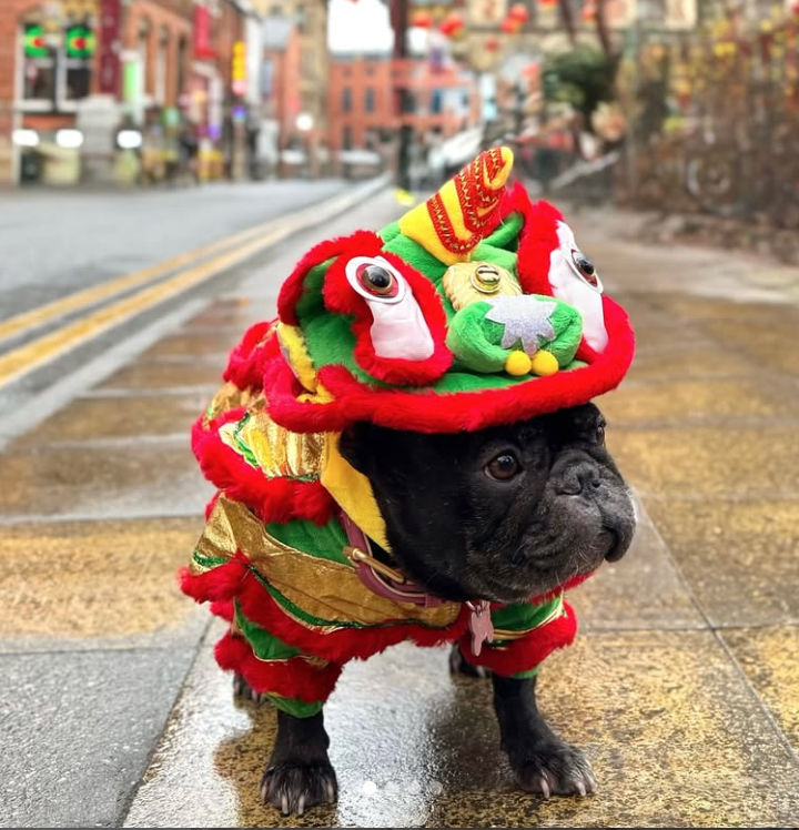 🐶❤️🐶 Why does my dog howl? 🐶❤️🐶 