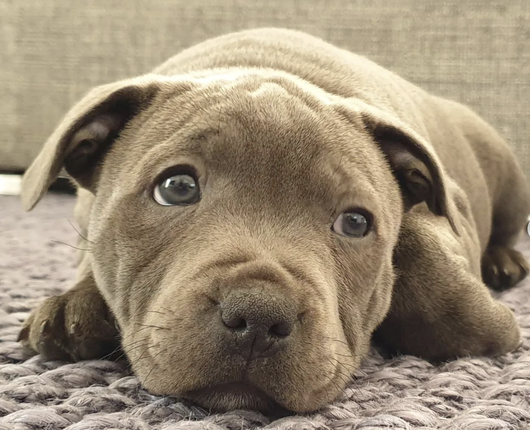 🐶❤️🐶 Remember Holly? 🐶❤️🐶  