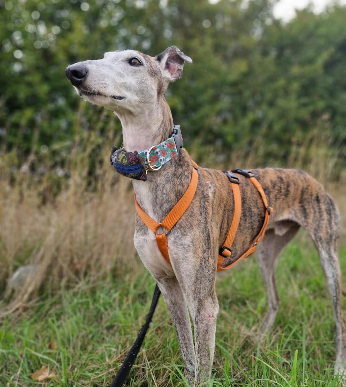 🐶❤️🐶 What are the signs of dog dementia? 🐶❤️🐶 