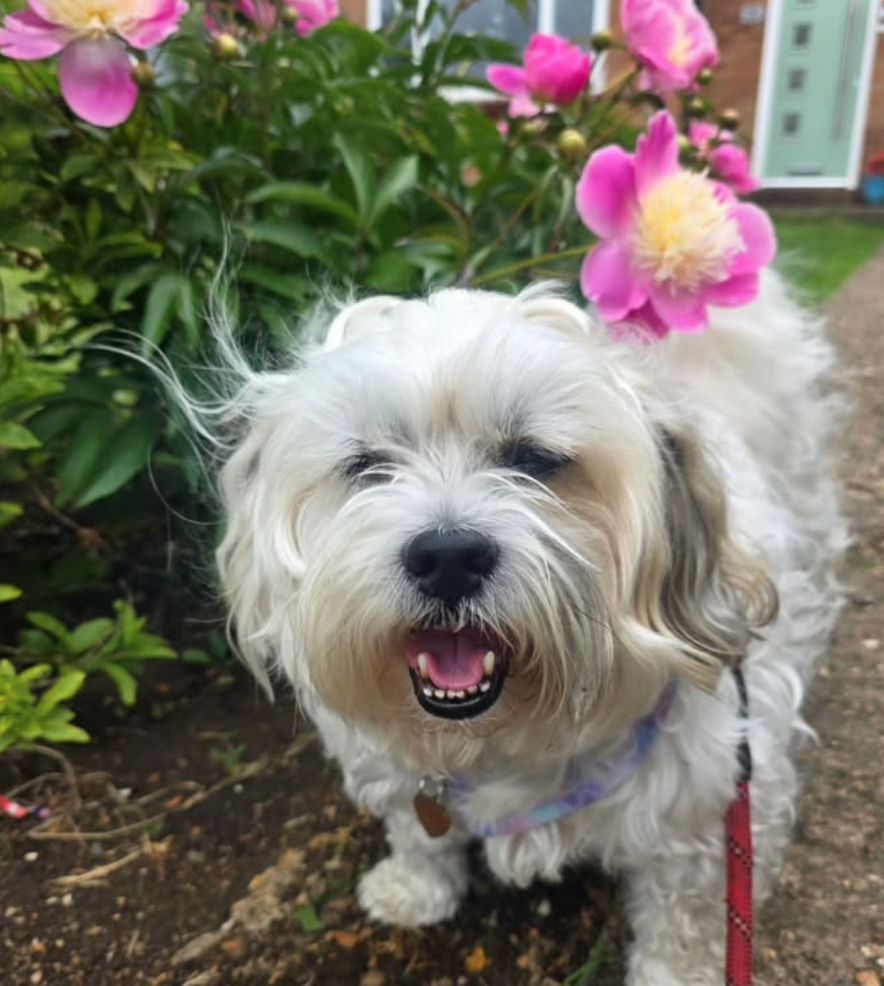 🐶❤️🐶 Why do dogs sometimes nibble on us? 🐶❤️🐶 