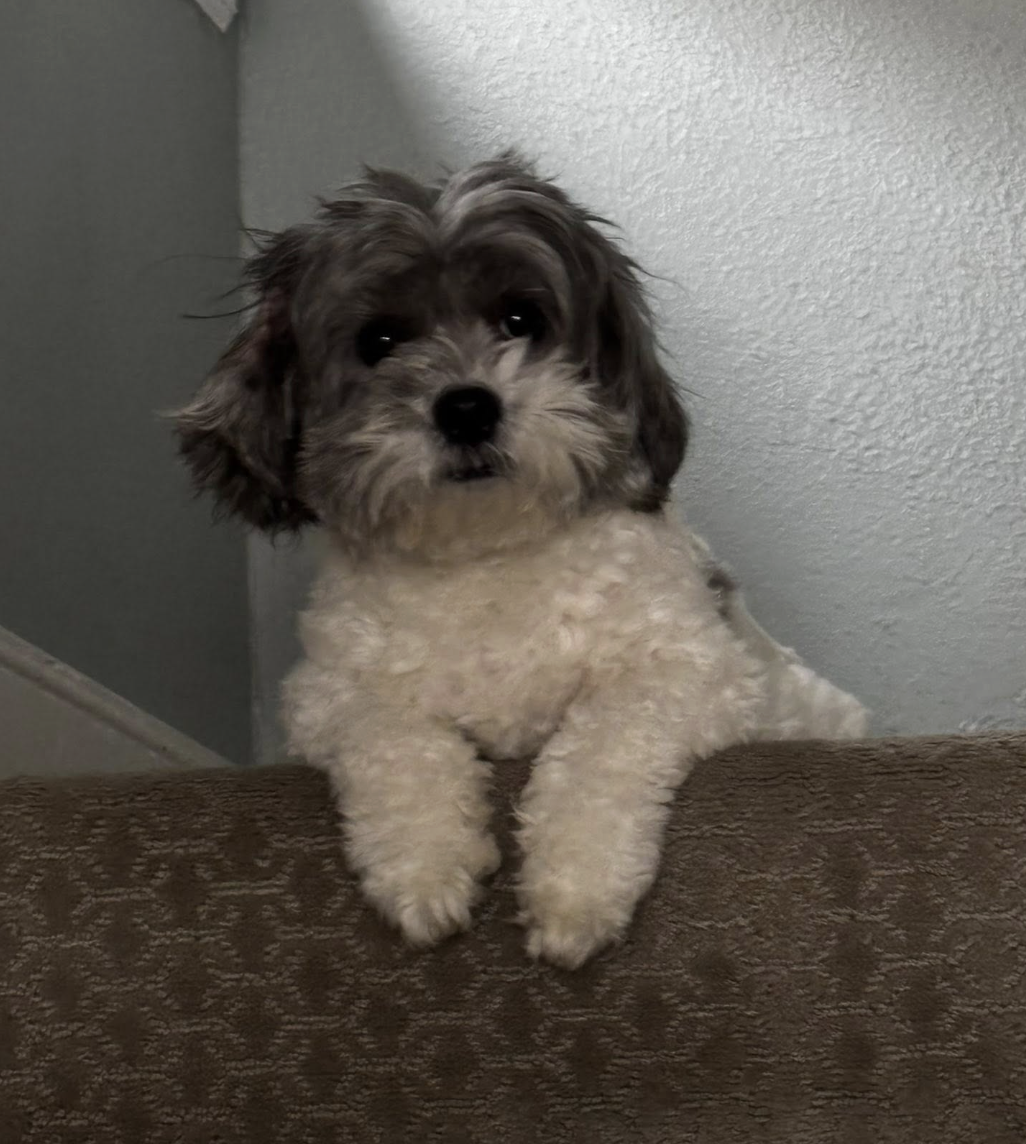 🐶❤️🐶 What is 10 minutes of sniffing for dogs equivalent to? 🐶❤️🐶