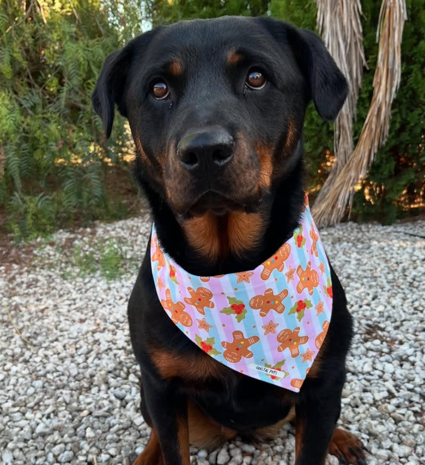 🐶❤️🐶 Why do dogs growl when they want attention? 🐶❤️🐶  