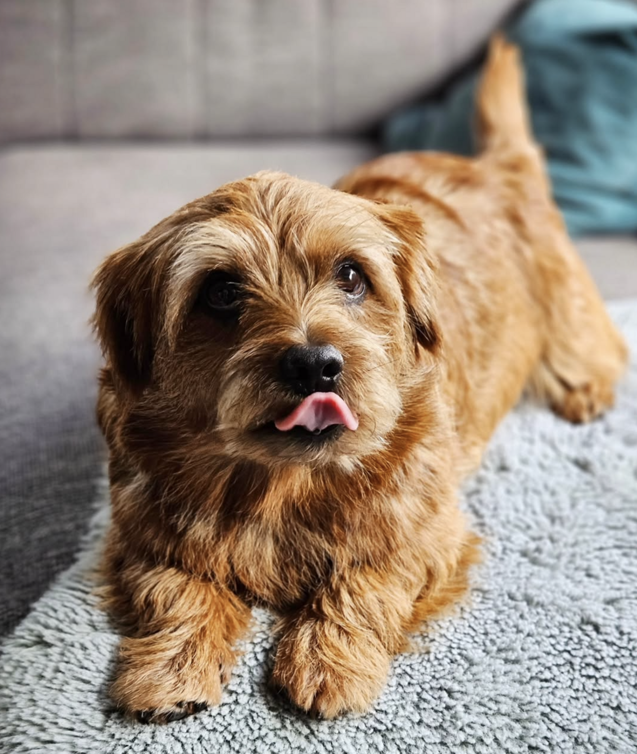 🐶❤️🐶 Pepper is such a good boy! 🐶❤️🐶 