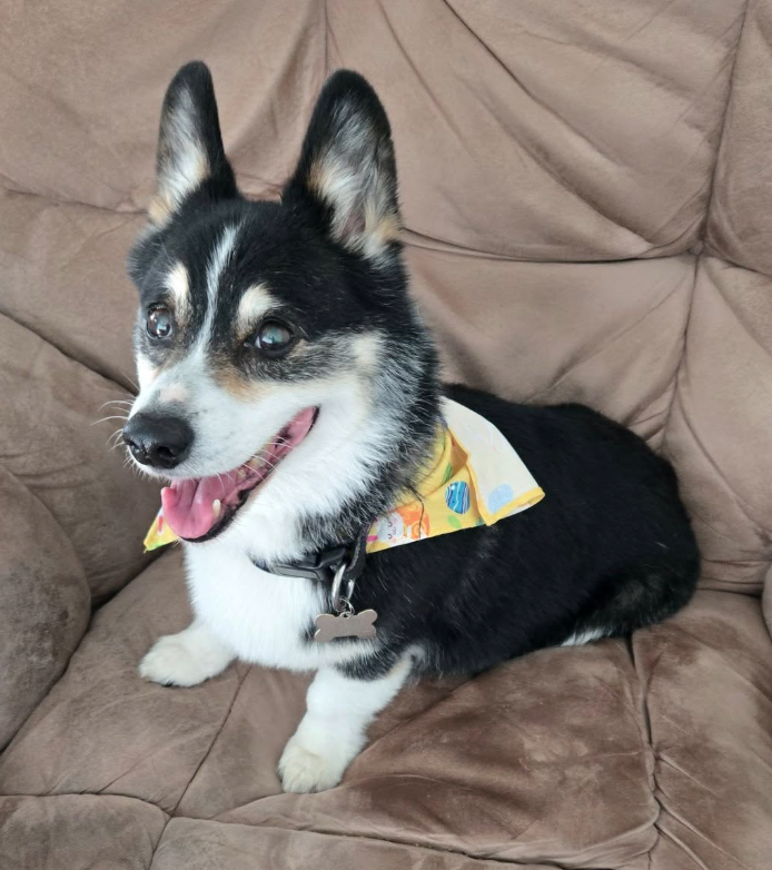 🐶❤️🐶 Do dogs understand death? 🐶❤️🐶