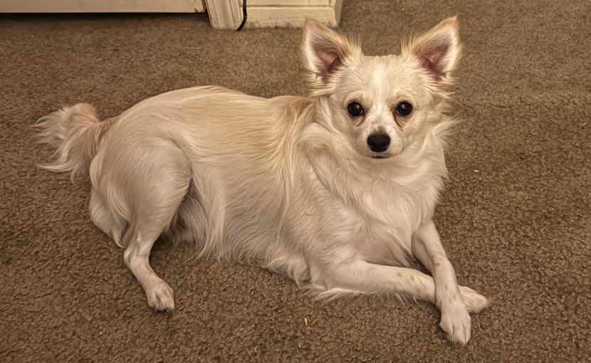 🐶❤️🐶 What is Wolfenoot - the holiday on Sunday! 🐶❤️🐶  