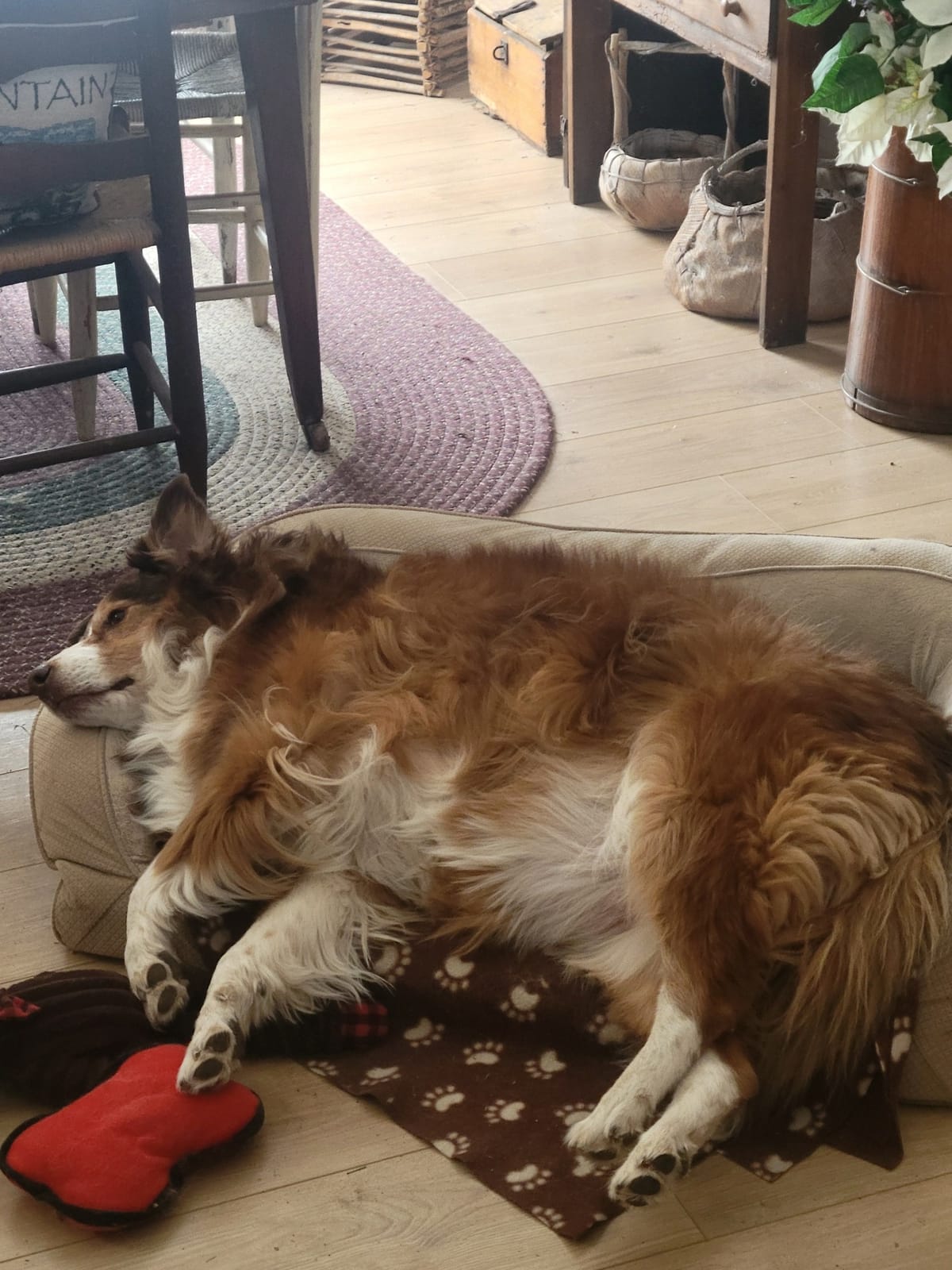 🐶❤️🐶 How do dogs say "I love you"? 🐶❤️🐶 