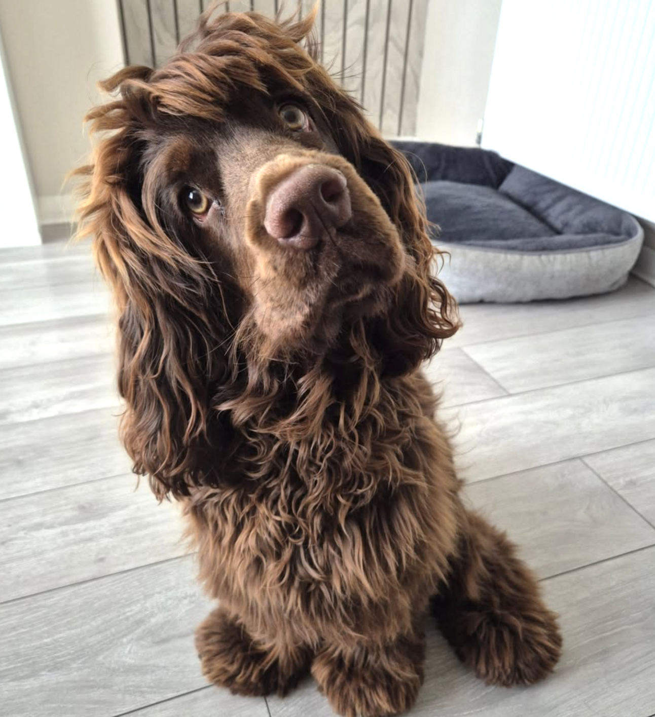 🐶❤️🐶 Do dogs do things out of spite? 🐶❤️🐶 