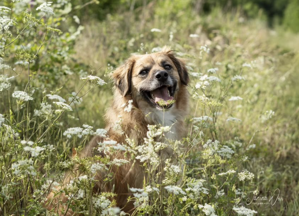 🐶❤️🐶 Why do male dogs pee on everything during walks? 🐶❤️🐶  