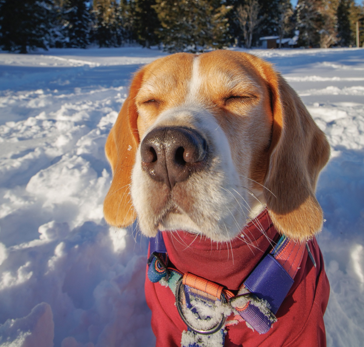 🐶❤️🐶 Why Do Dogs Get Tear Stains?🐶❤️🐶