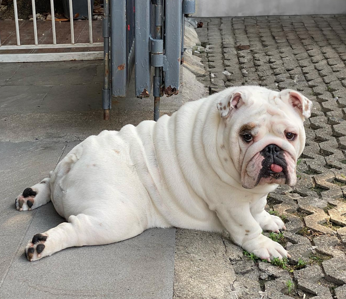 🐶❤️🐶 How do I help my dog lose weight? 🐶❤️🐶 