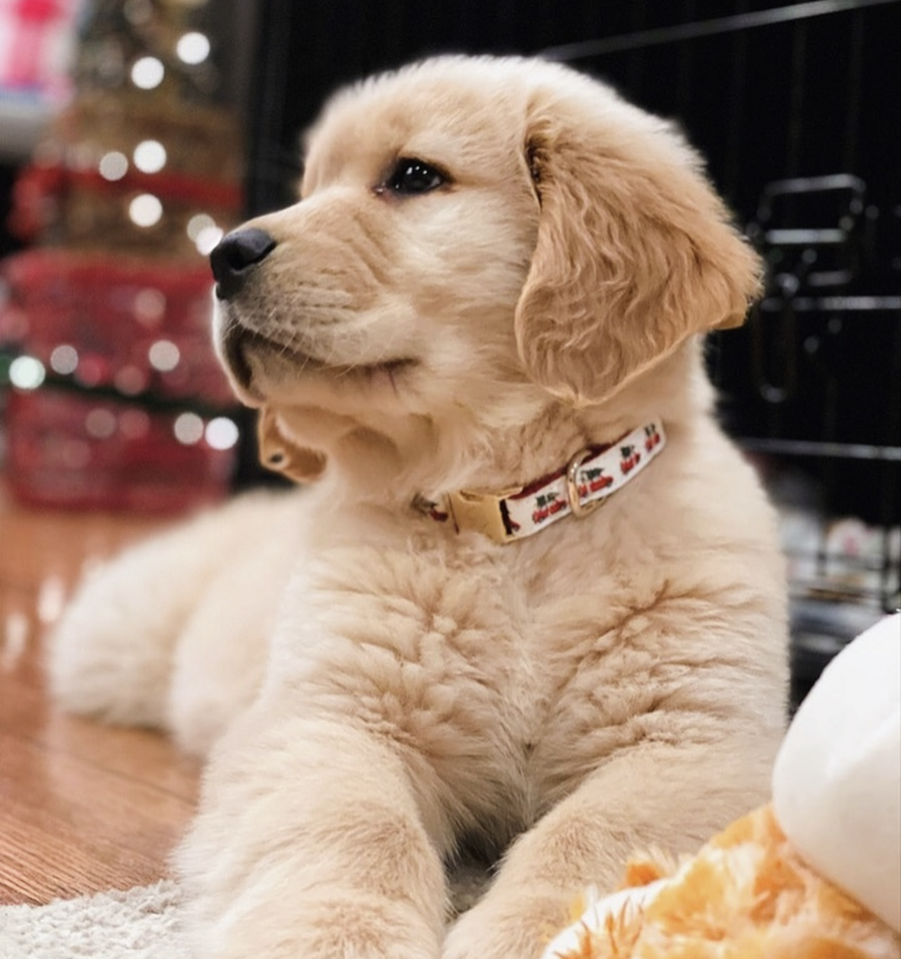 🐶❤️🐶 Blu is beautiful! 🐶❤️🐶