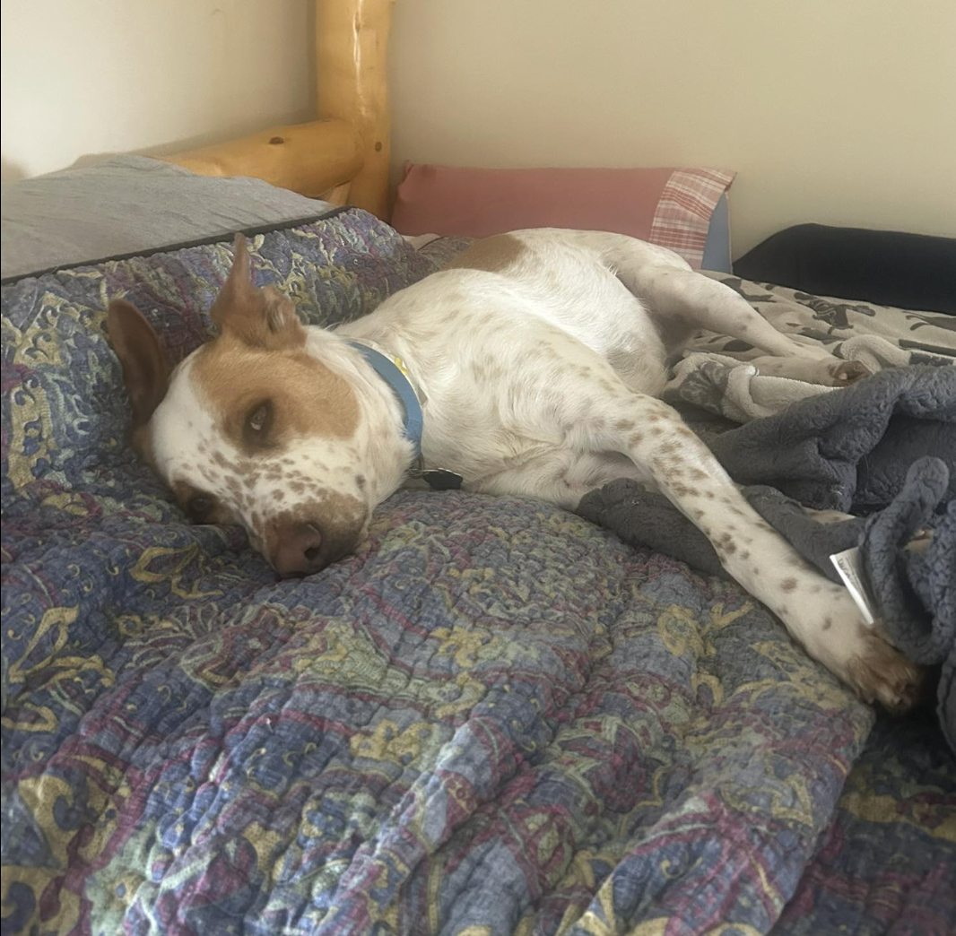 🐶❤️🐶 Do dogs get bored? 🐶❤️🐶