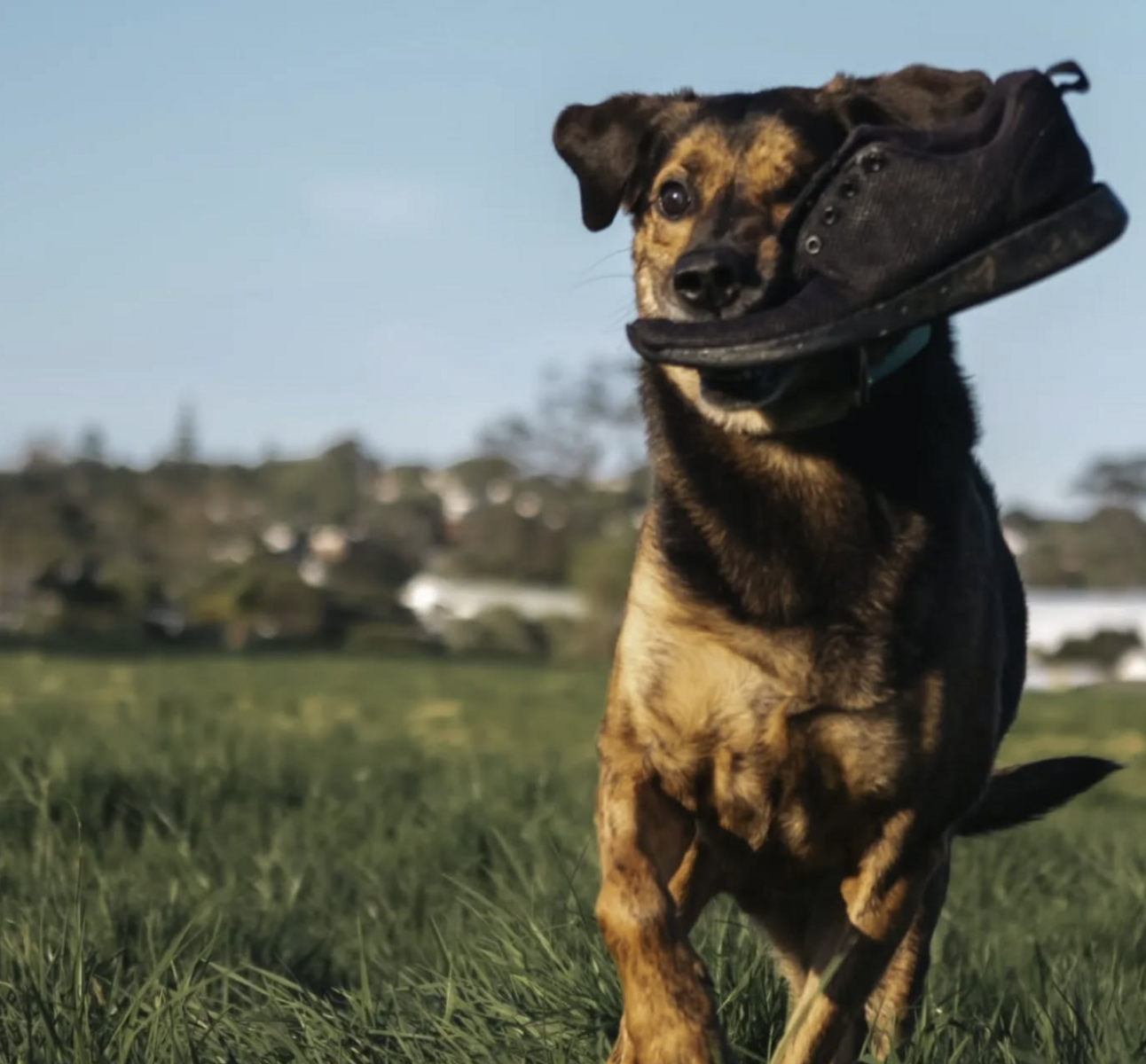 🐶❤️🐶 Why do some pups chew shoes? 🐶❤️🐶 
