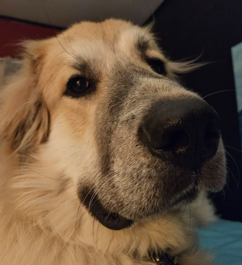 🐶❤️🐶 Do dogs need nightlights?🐶❤️🐶 