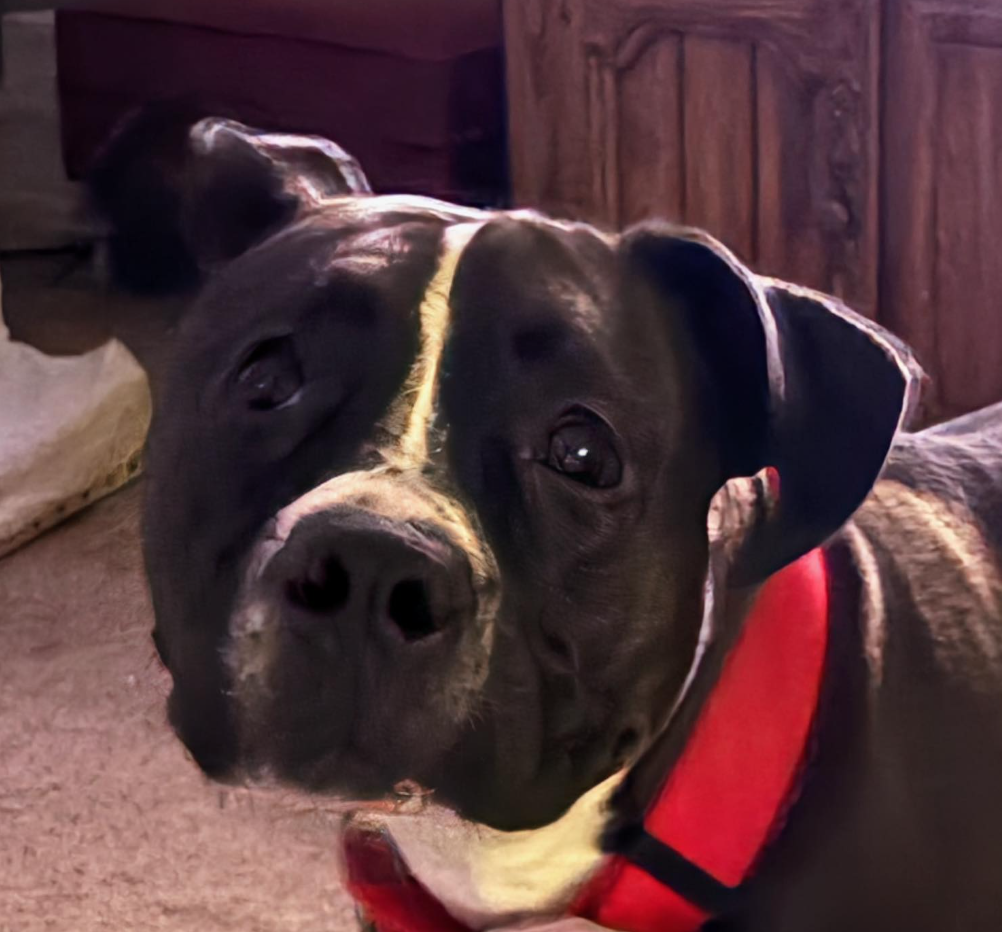 🐶❤️🐶 Do dogs dream? 🐶❤️🐶  