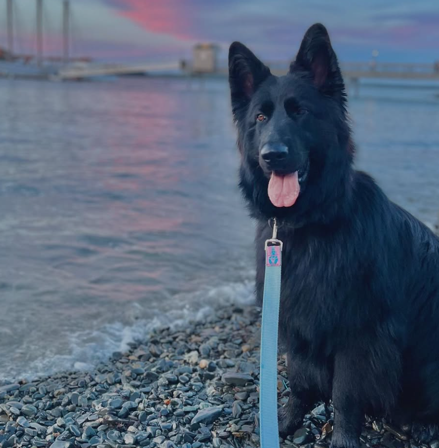 🐶❤️🐶 The Benefits of Dog Ownership for Human Health 🐶❤️🐶 