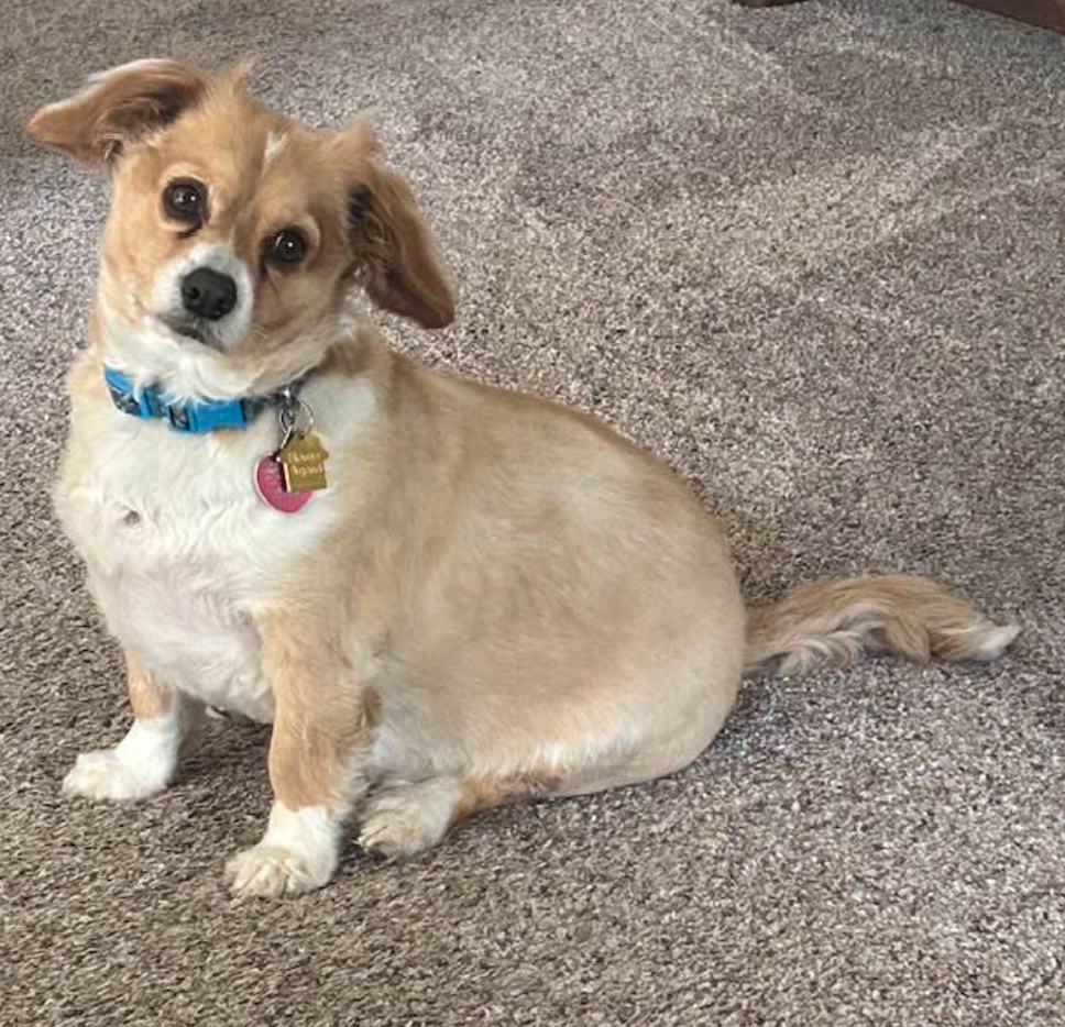 🐶❤️🐶 Why do dogs sleep with their backs to us? 🐶❤️🐶