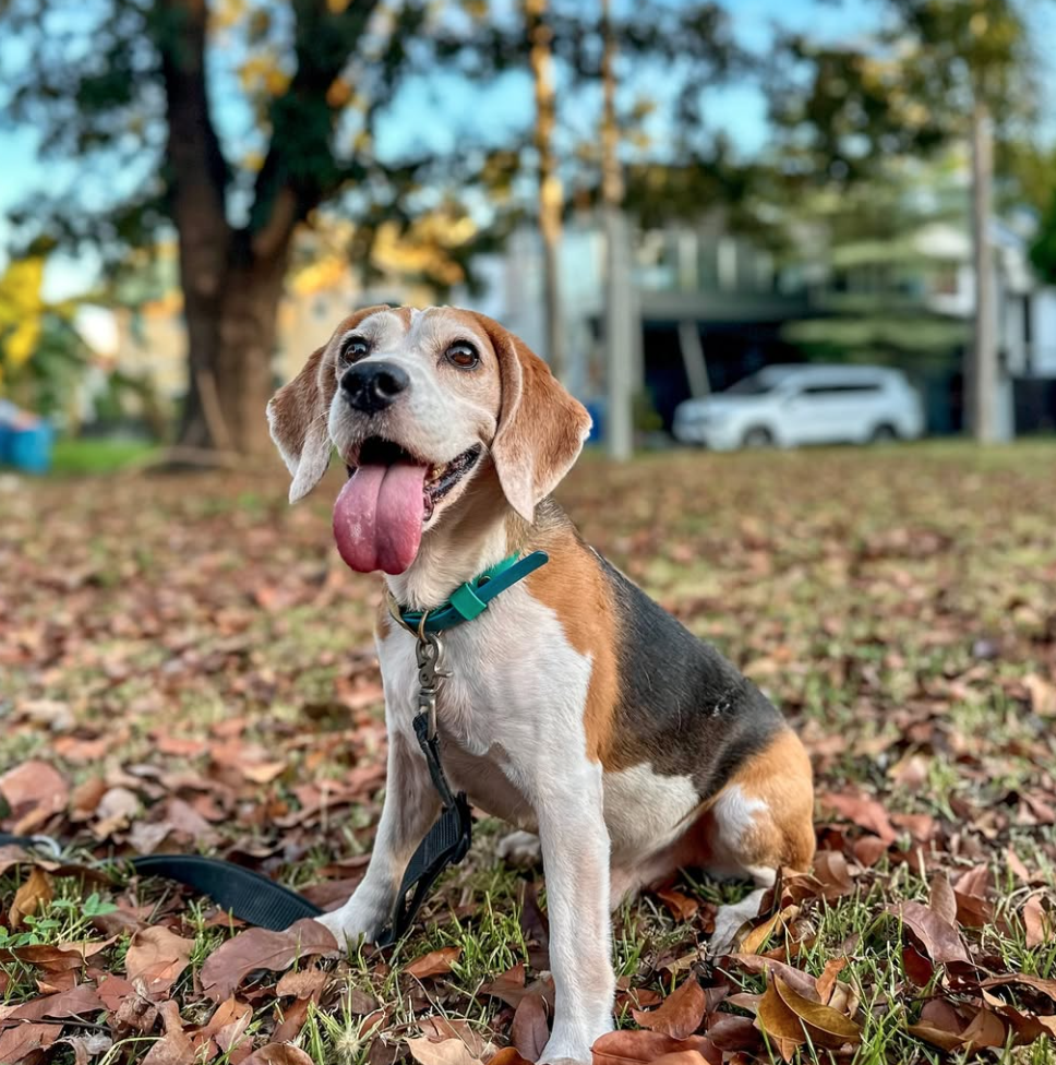 🐶❤️🐶 What Are the Most Popular Dog Breeds for Families? 🐶❤️🐶