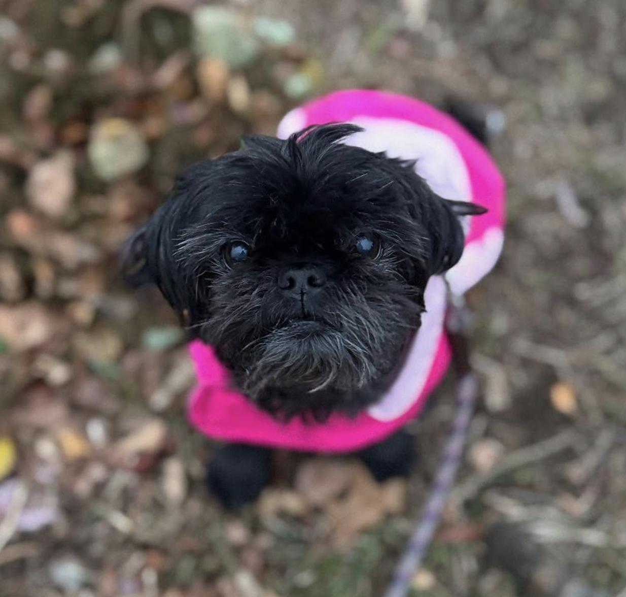 🐶❤️🐶 This lil' pup is so sweet! 🐶❤️🐶