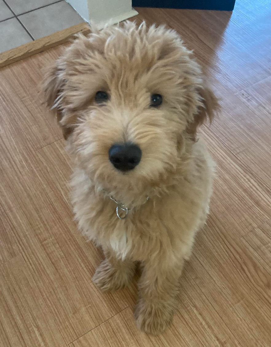 🐶❤️🐶 How to introduce a new dog into your home 🐶❤️🐶 