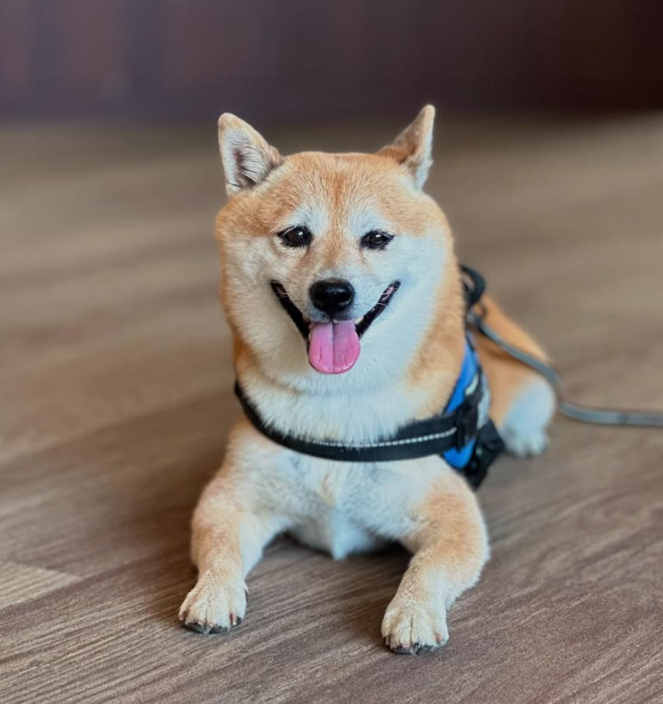 🐶❤️🐶 Why do dogs stare at the wall? 🐶❤️🐶 