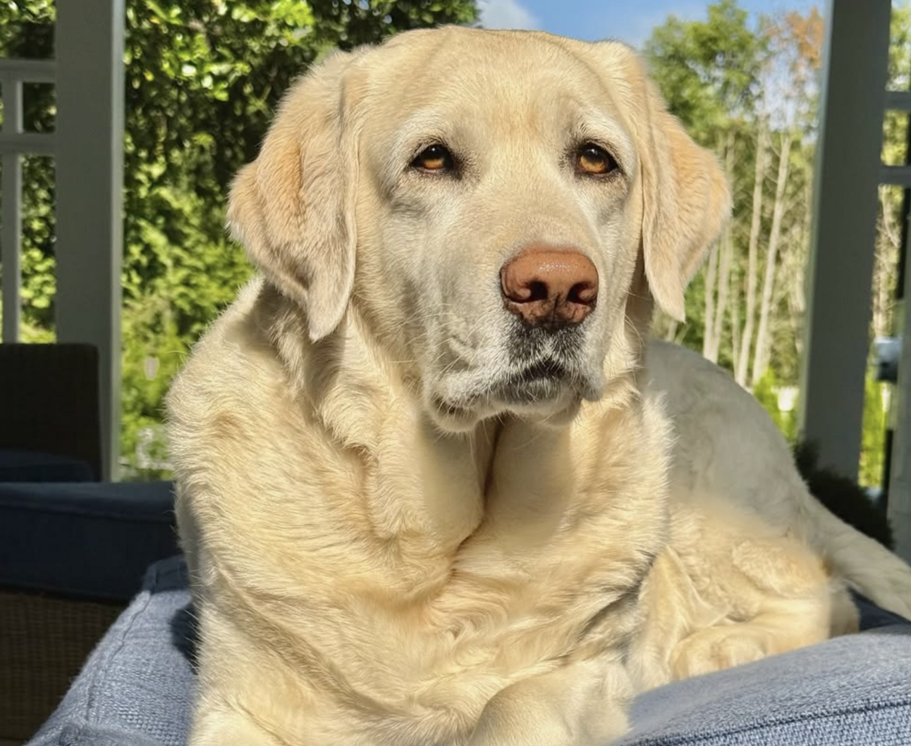 🐶❤️🐶 What are the best dogs for first-time dog owners? 🐶❤️🐶 