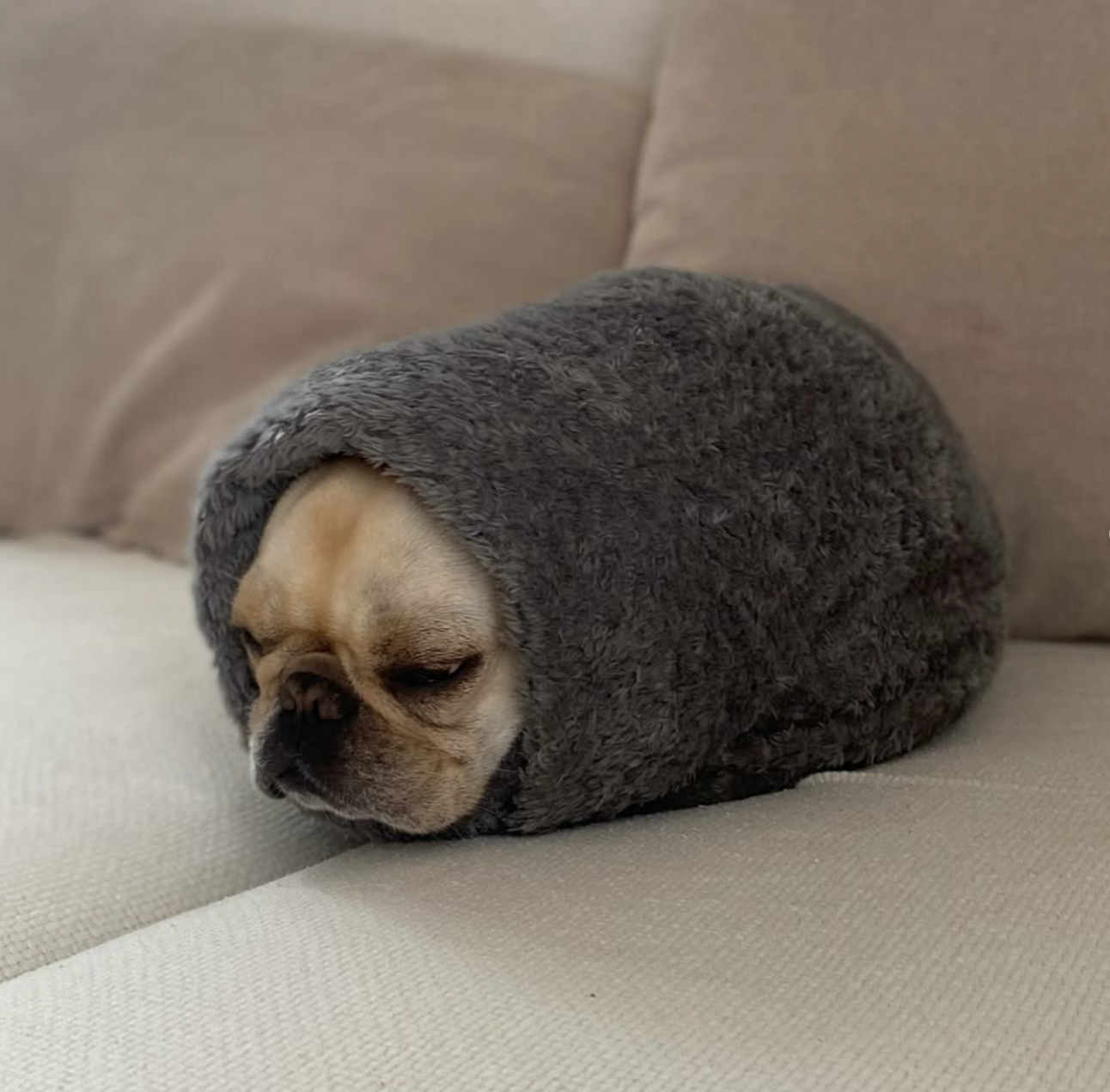 🐶❤️🐶 This might be the snuggest nugget ever! 🐶❤️🐶 