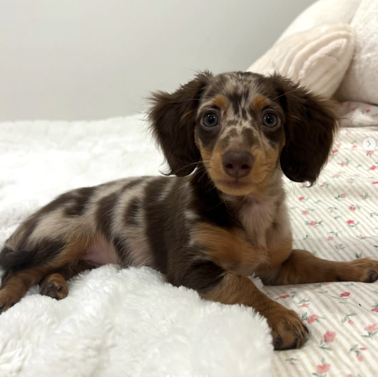 🐶❤️🐶 You're going to love this adorable puppy! 🐶❤️🐶 