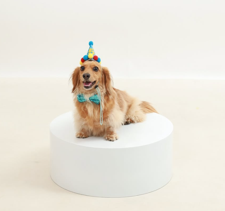 🐶❤️🐶 Happy International Dog Day! 🐶❤️🐶 