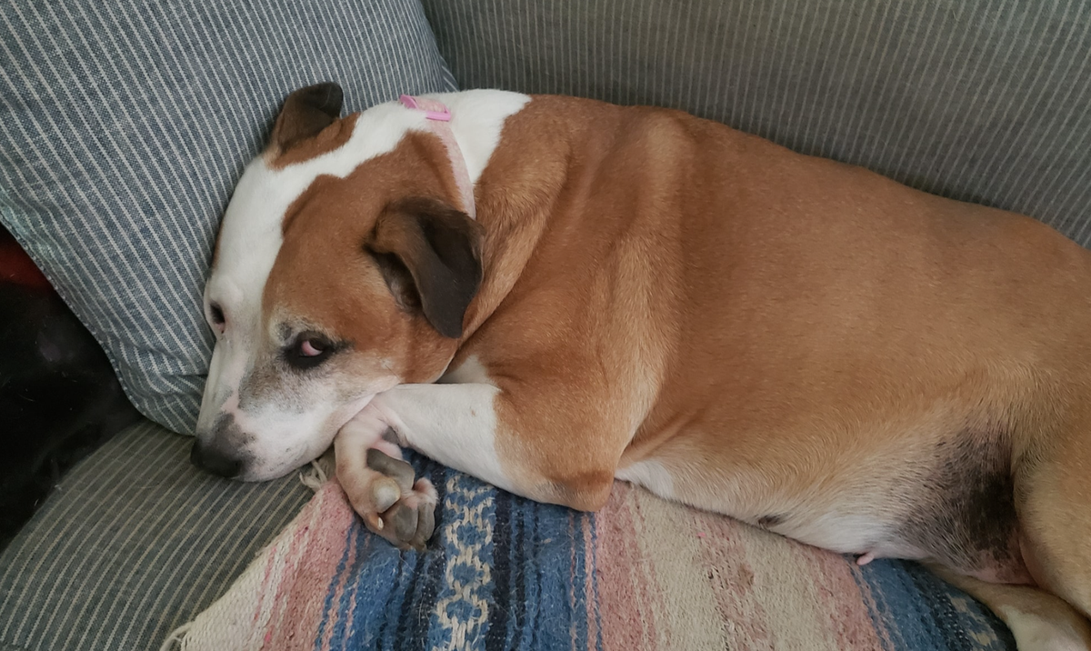 🐶❤️🐶 Why do dogs sleep so much? 🐶❤️🐶 