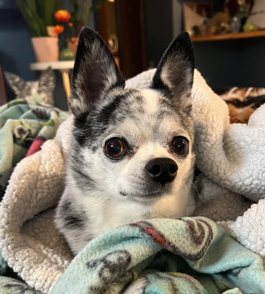 🐶❤️🐶 How are human pacemakers saving dogs? 🐶❤️🐶  