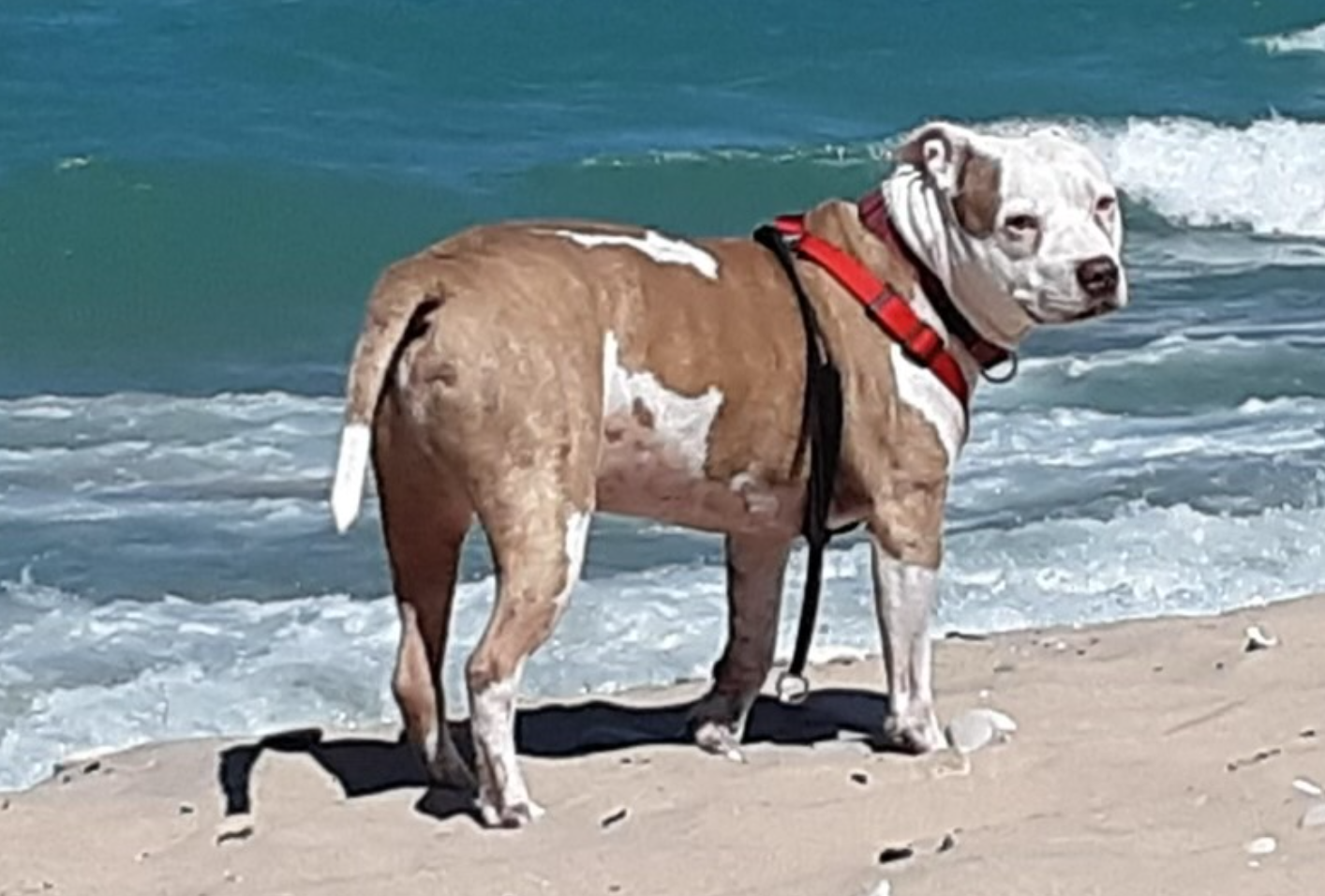 🐶❤️🐶 How do dogs know when we're sad? 🐶❤️🐶