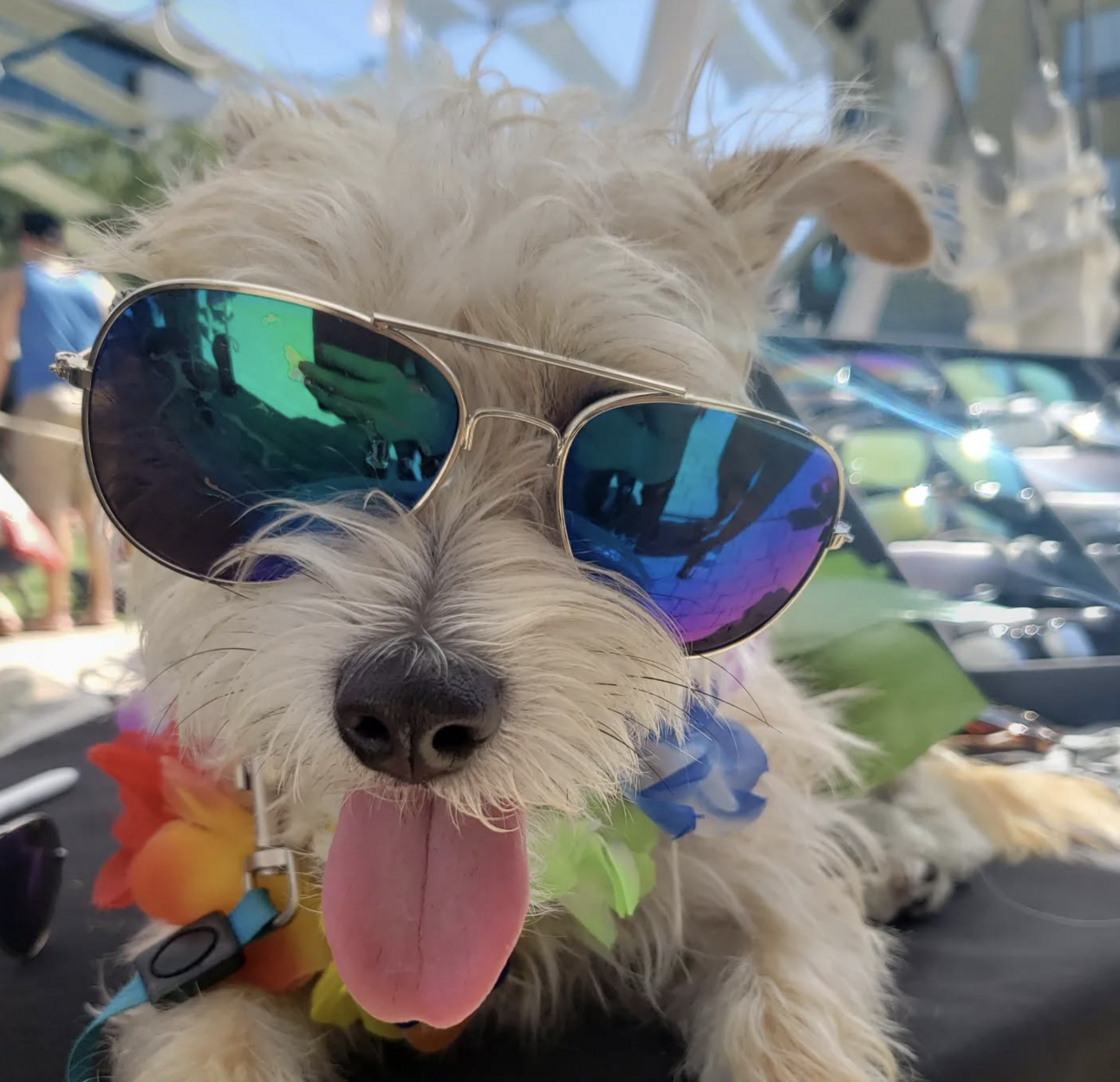 🐶❤️🐶 Is it ok for dogs to have ice? 🐶❤️🐶