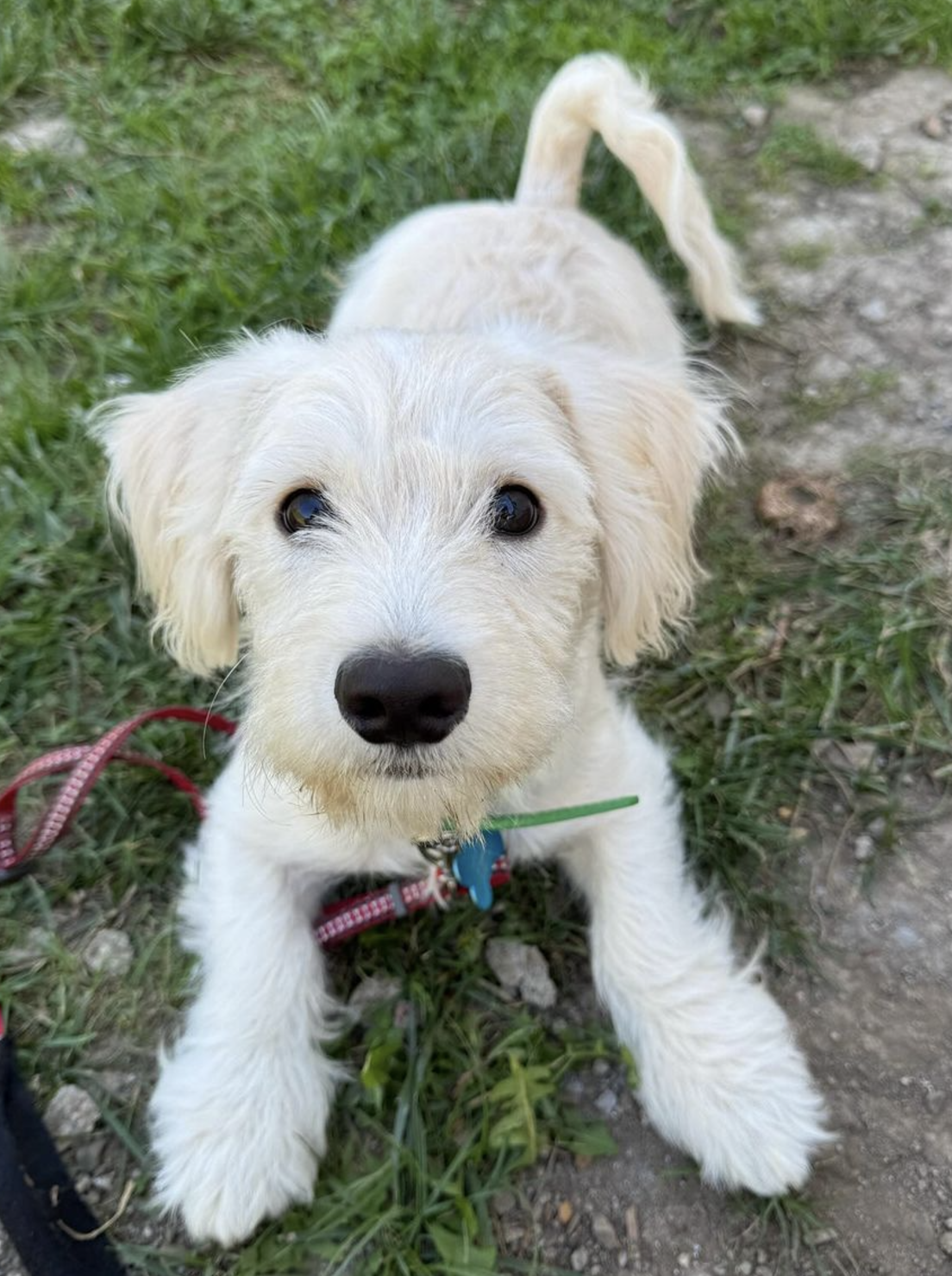 🐶❤️🐶 You have to see this beautiful pup! 🐶❤️🐶 