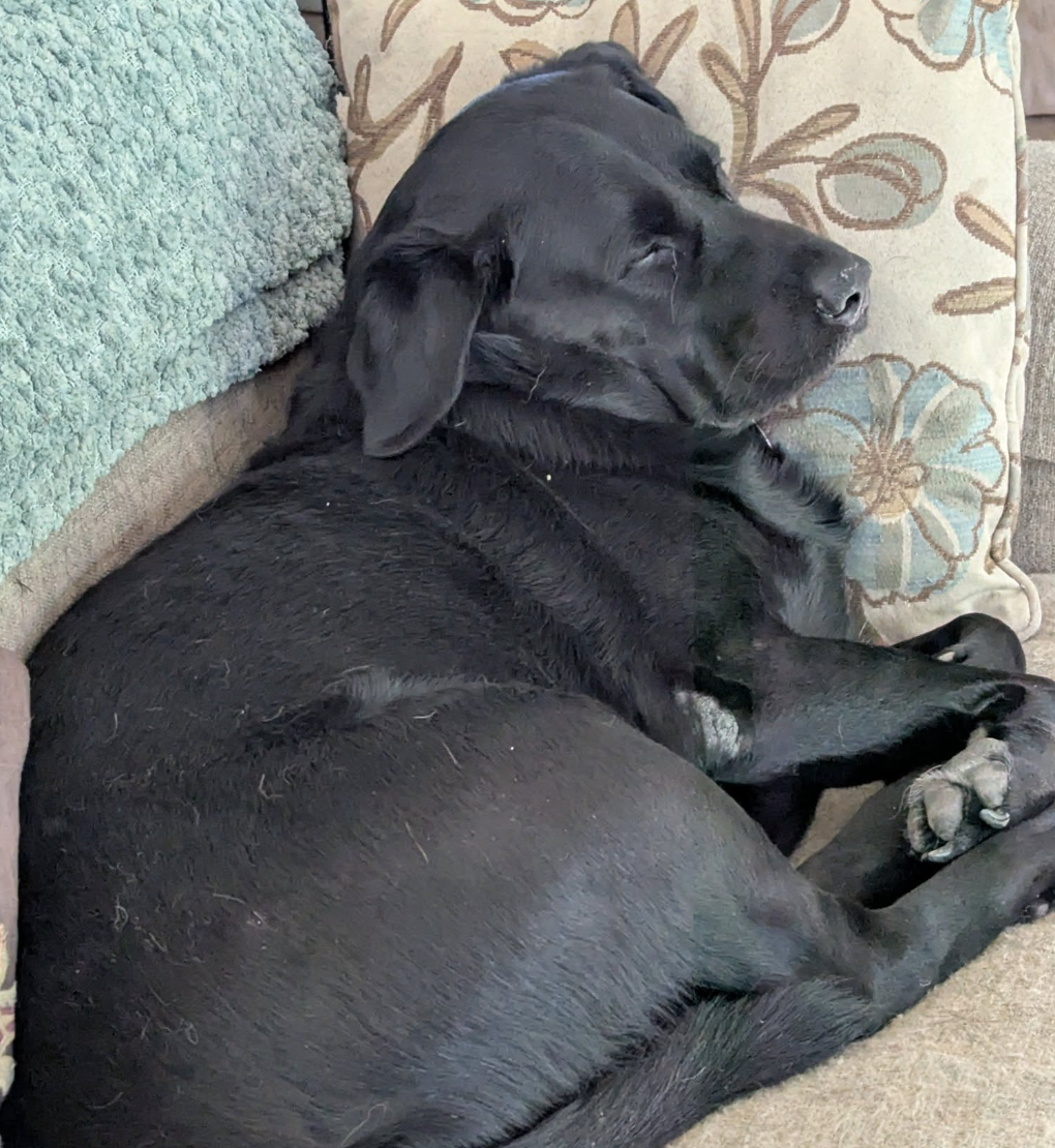 🐶❤️🐶 Why do dogs bark at big trucks? 🐶❤️🐶