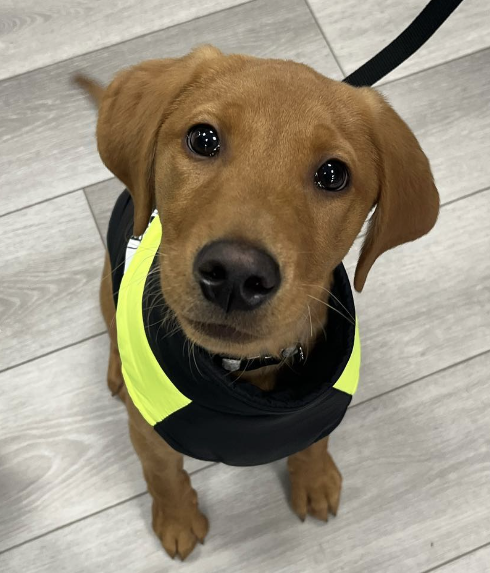 🐶❤️🐶 Remember the world's favorite crime-solving dog? 🐶❤️🐶   