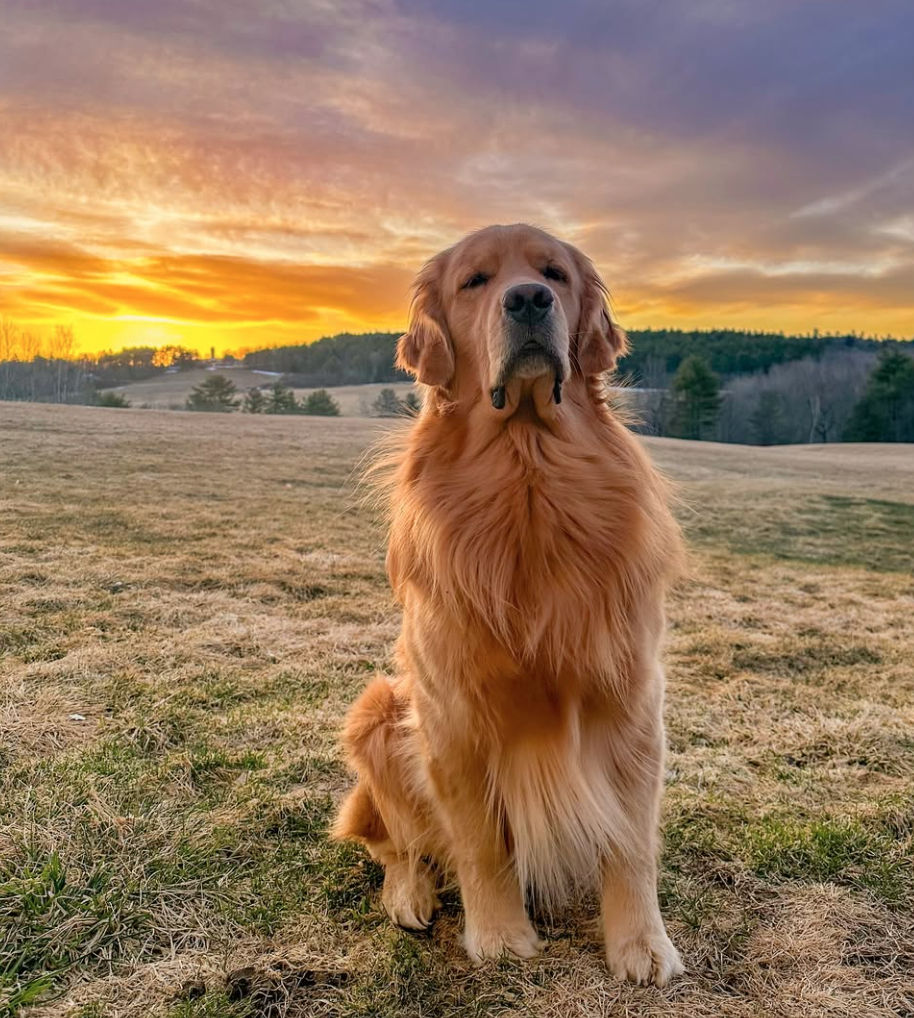 🐶❤️🐶 How do I prevent my dog from escaping the yard? 🐶❤️🐶