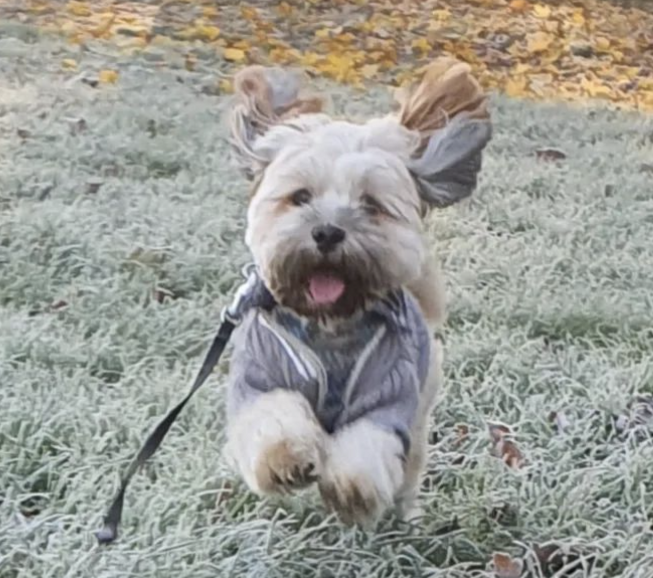 🐶❤️🐶 It's a bird, it's a plane, it's super...  🐶❤️🐶  