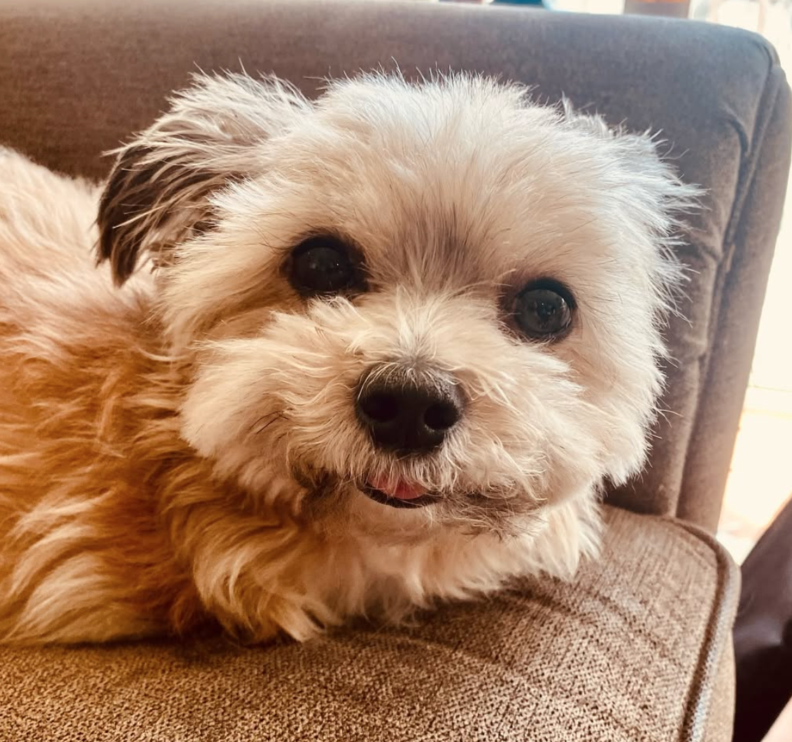 🐶❤️🐶 What are the signs of a well-adjusted dog?🐶❤️🐶  