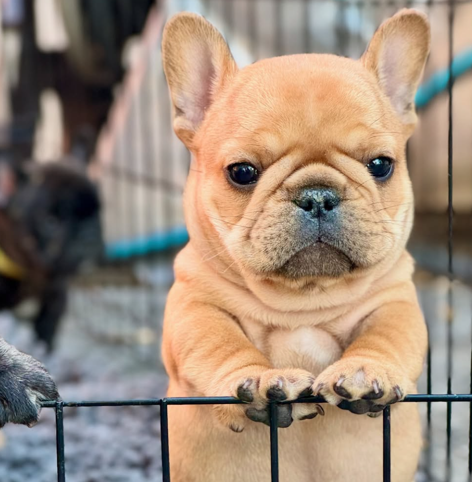 🐶❤️🐶 What are the best enrichment activities for dogs? 🐶❤️🐶 