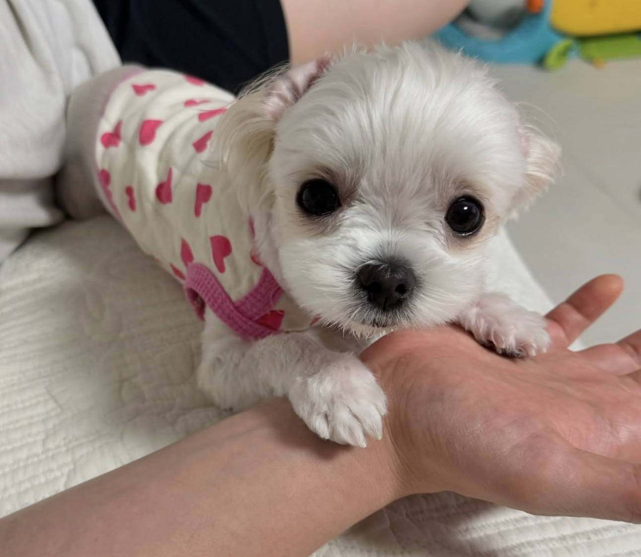 🐶❤️🐶 This puppy just wants to lend a hand 🐶❤️🐶 