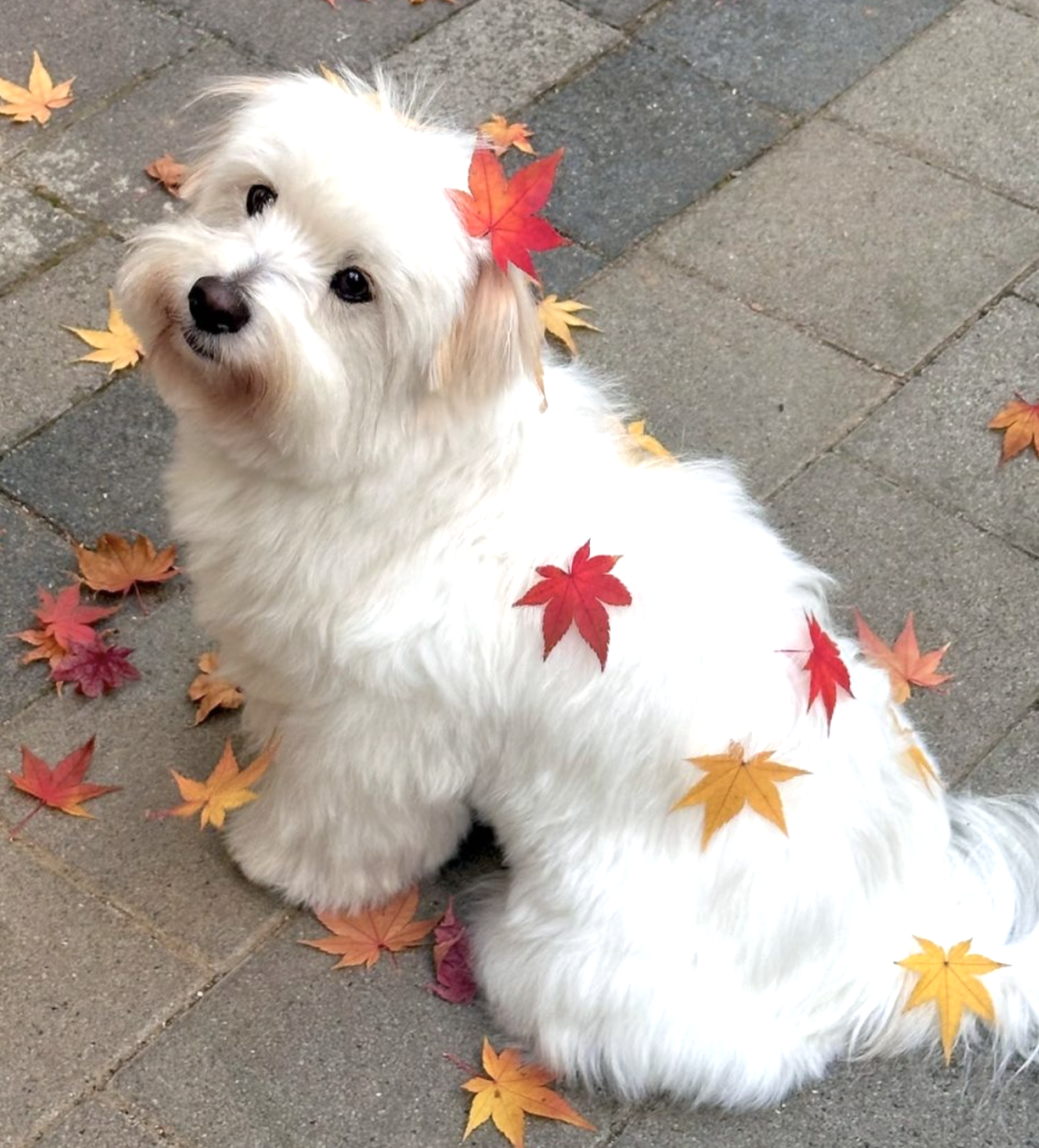 🐶❤️🐶 This pup is adorable! 🐶❤️🐶 