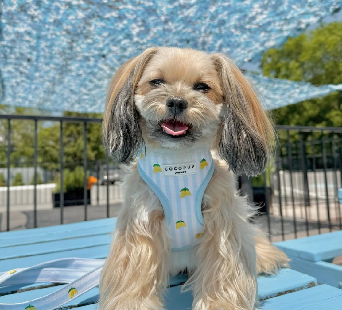 🐶❤️🐶 Why do dogs' legs shake when you scratch them? 🐶❤️🐶 