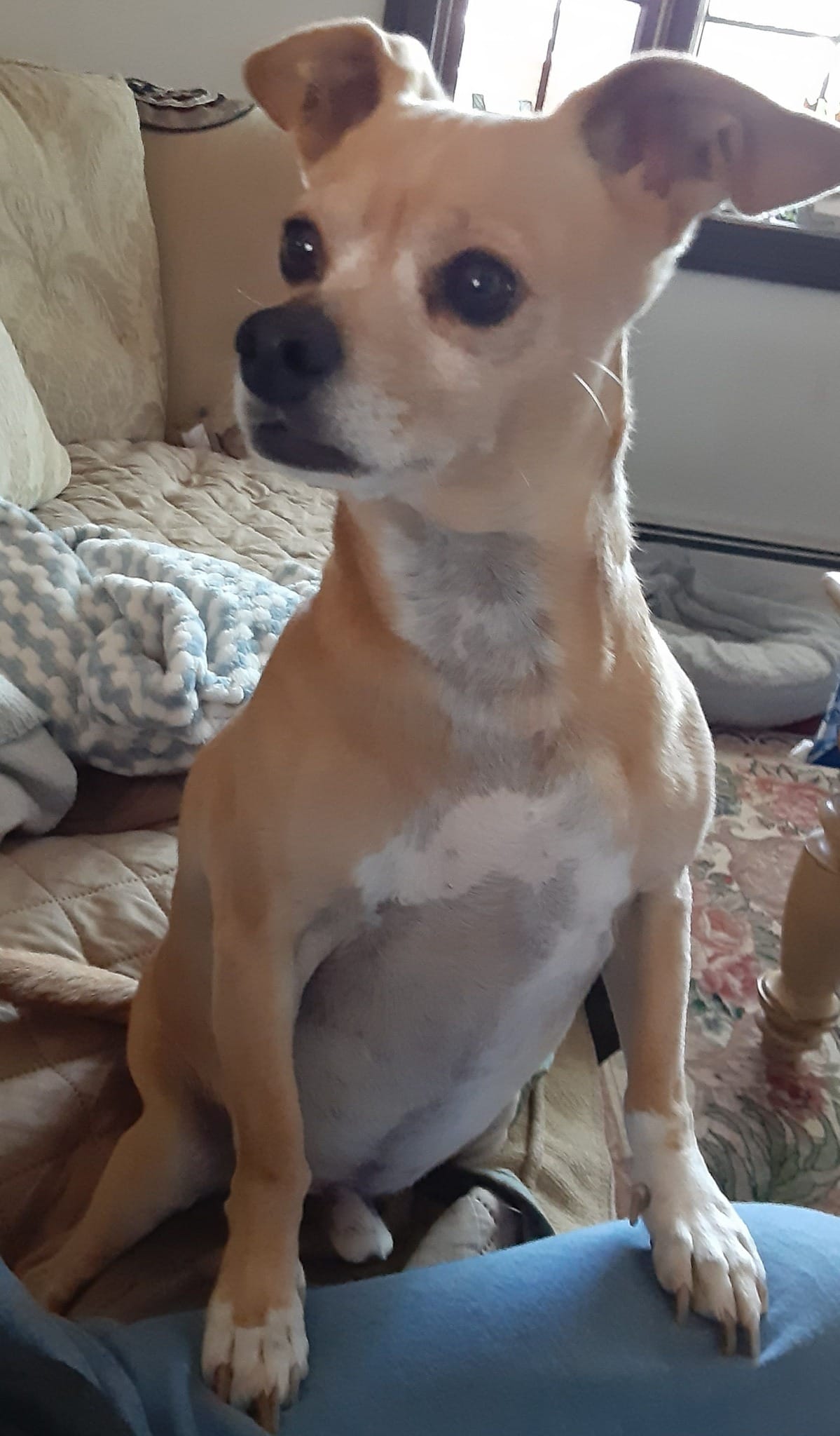 🐶❤️🐶 Start the year off strong for your pup with these ideas  🐶❤️🐶    