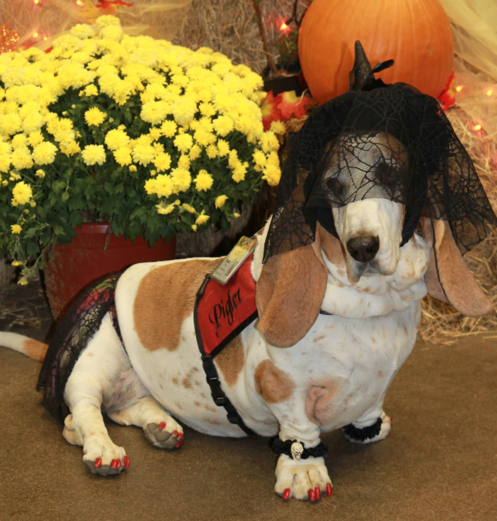 🐶❤️🐶 A pup-friendly costume guide for Howl-o-ween 🐶❤️🐶 